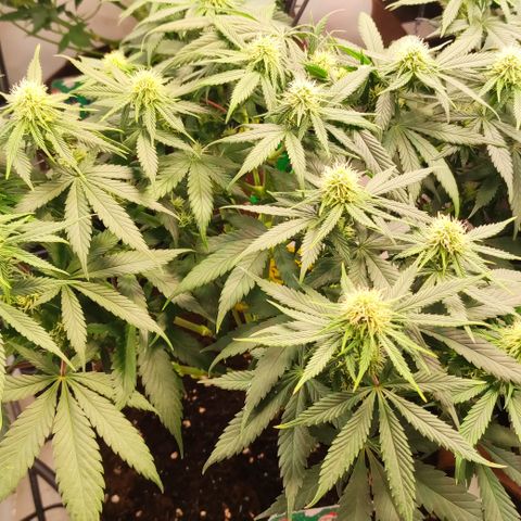 Mandarine Jam #1 growlog timeline photo