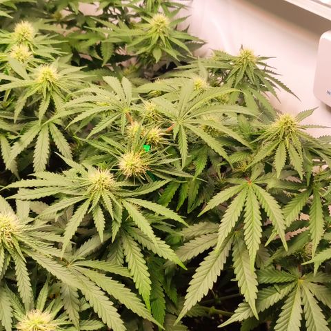 Mandarine Jam #2 growlog timeline photo