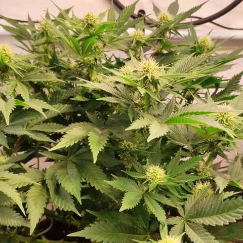 Mandarine Jam #3 growlog timeline photo