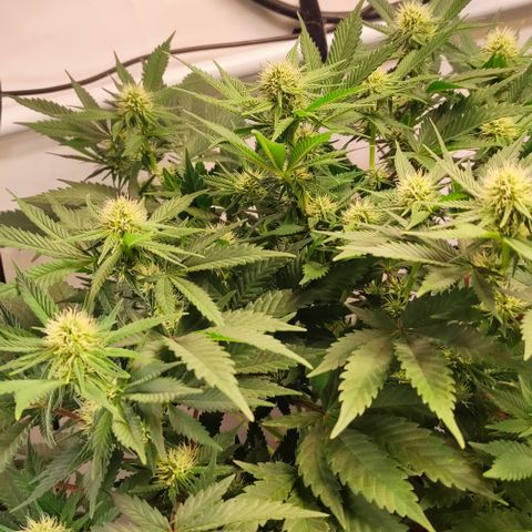 Mandarine Jam #3 growlog timeline photo