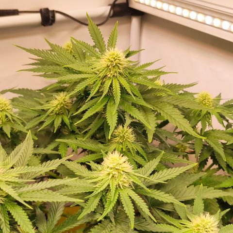 Mandarine Jam #4 growlog timeline photo