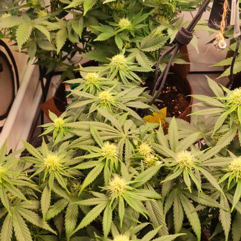 Mandarine Jam #1 growlog timeline photo