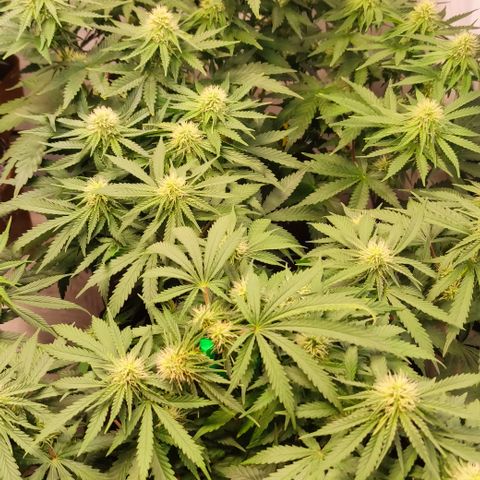 Mandarine Jam #2 growlog timeline photo