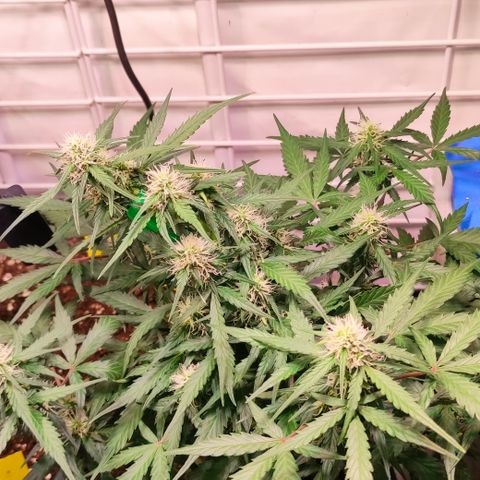 Red Banana Berry Auto #2 growlog timeline photo