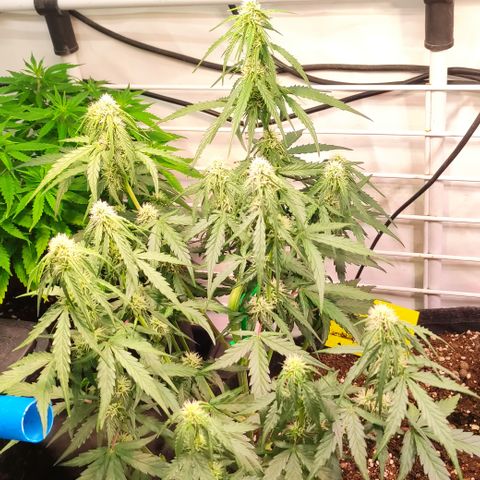 Red Banana Berry Auto #1 growlog timeline photo