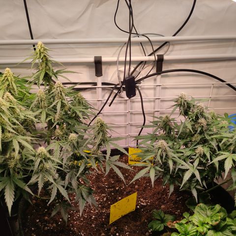 Red Banana Berry Auto #2 growlog timeline photo