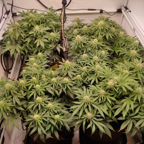 Mandarine Jam #1 growlog timeline photo