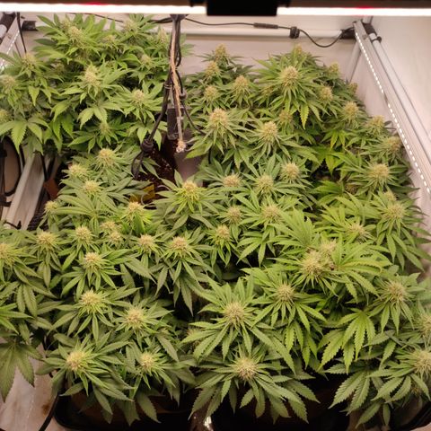Mandarine Jam #1 growlog timeline photo