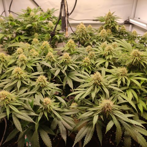 Mandarine Jam #1 growlog timeline photo
