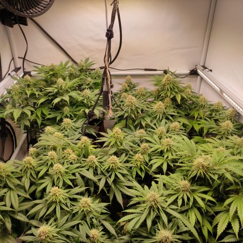 Mandarine Jam #1 growlog timeline photo