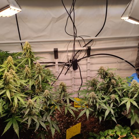 Red Banana Berry Auto #2 growlog timeline photo