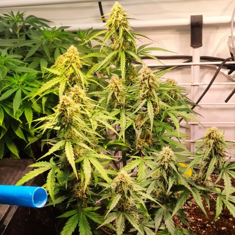 Red Banana Berry Auto #1 growlog timeline photo