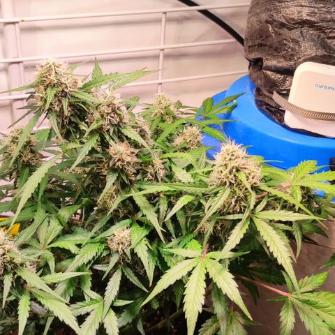 Red Banana Berry Auto #2 growlog timeline photo