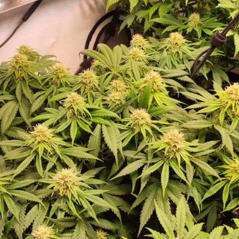Mandarine Jam #1 growlog timeline photo
