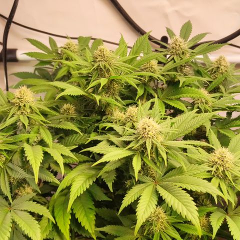 Mandarine Jam #3 growlog timeline photo