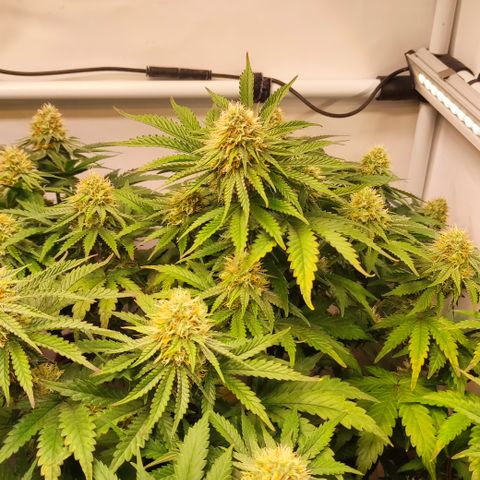Mandarine Jam #4 growlog timeline photo