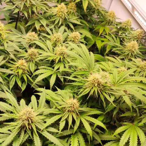 Mandarine Jam #4 growlog timeline photo