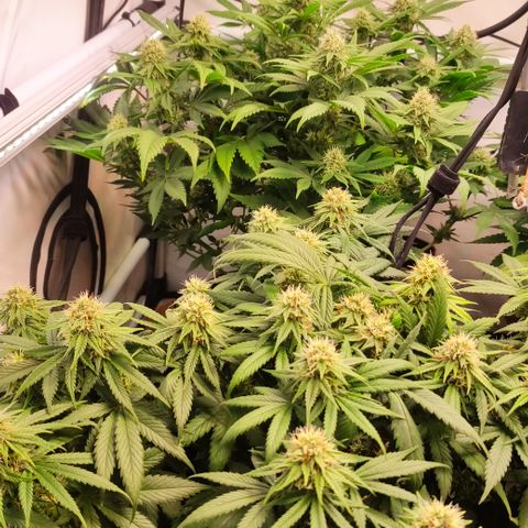 Mandarine Jam #1 growlog timeline photo