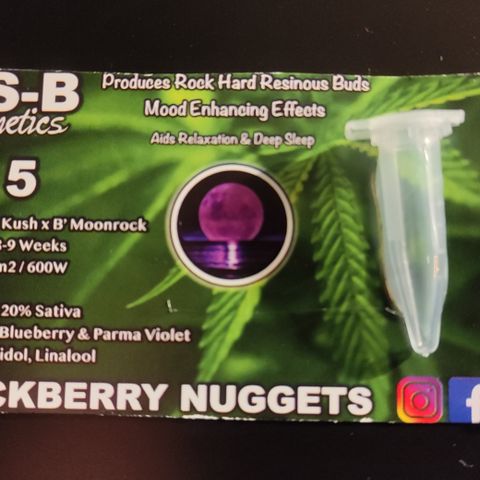 Blackberry Nuggets #1 growlog timeline photo