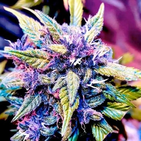 Blackberry Nuggets #4 growlog timeline photo