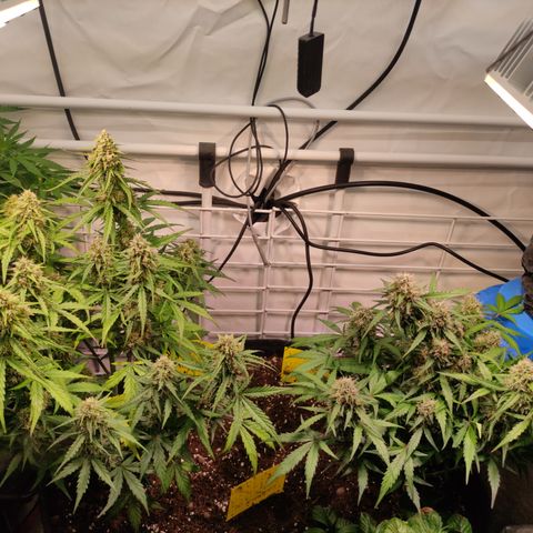 Red Banana Berry Auto #2 growlog timeline photo