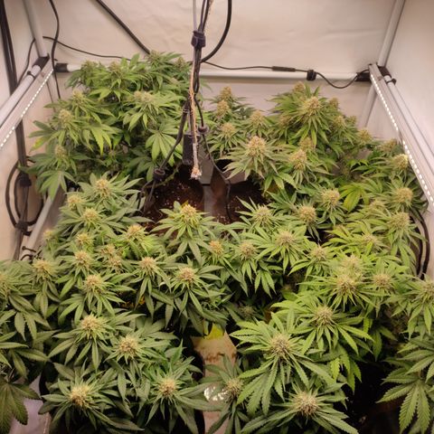 Mandarine Jam #1 growlog timeline photo