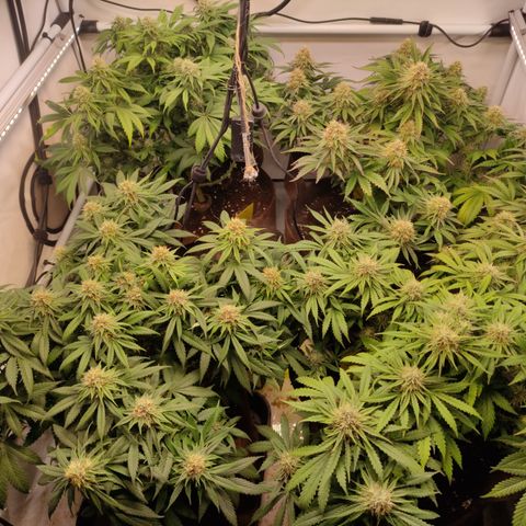 Mandarine Jam #1 growlog timeline photo