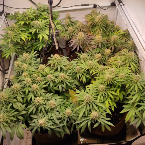 Mandarine Jam #1 growlog timeline photo