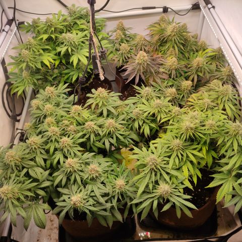 Mandarine Jam #1 growlog timeline photo