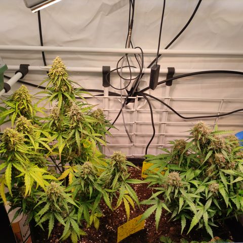 Red Banana Berry Auto #2 growlog timeline photo
