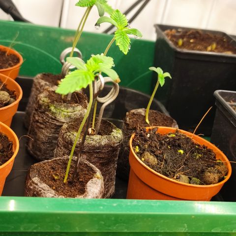 Blackberry Nuggets #2 growlog timeline photo