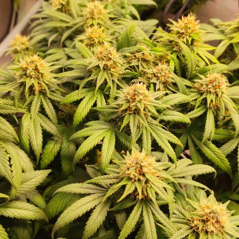 Mandarine Jam #1 growlog timeline photo