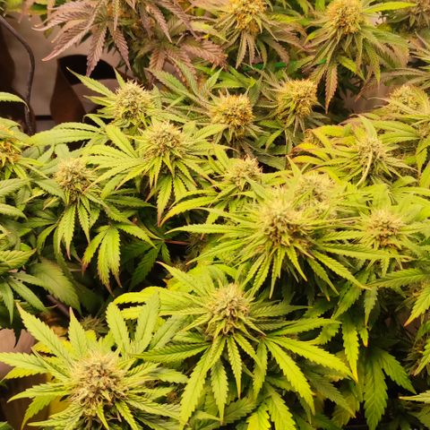 Mandarine Jam #2 growlog timeline photo