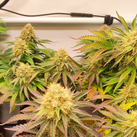 Mandarine Jam #4 growlog timeline photo