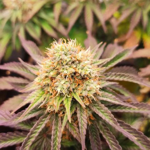 Mandarine Jam #4 growlog timeline photo