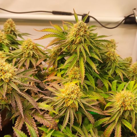 Mandarine Jam #4 growlog timeline photo