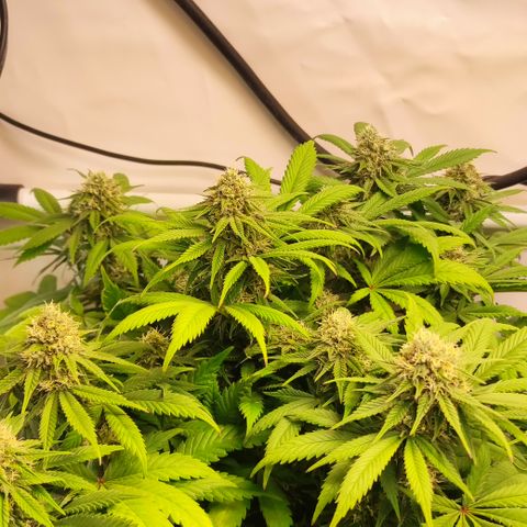Mandarine Jam #3 growlog timeline photo