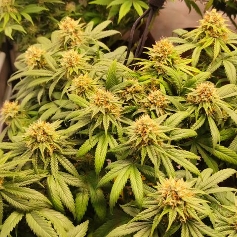 Mandarine Jam #1 growlog timeline photo