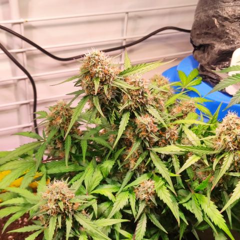 Red Banana Berry Auto #2 growlog timeline photo