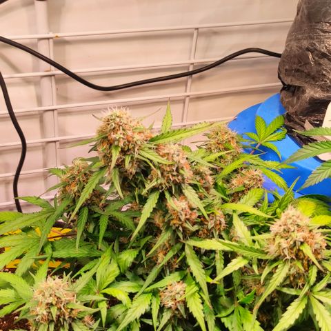 Red Banana Berry Auto #2 growlog timeline photo