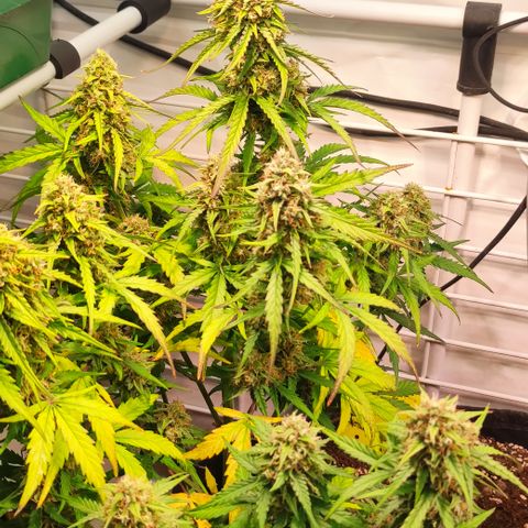 Red Banana Berry Auto #1 growlog timeline photo