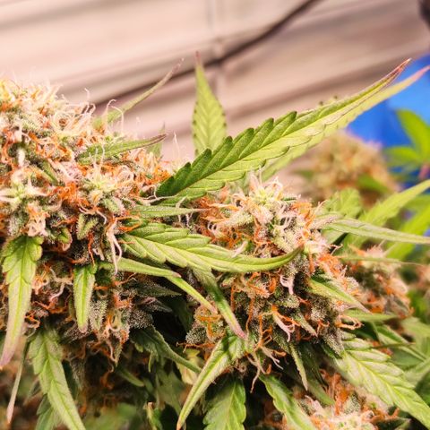 Red Banana Berry Auto #2 growlog timeline photo