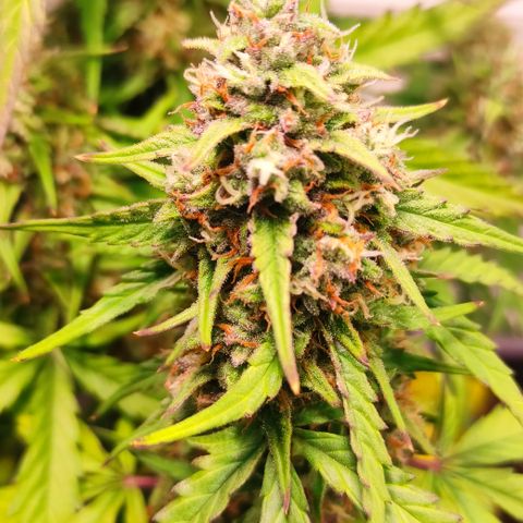 Red Banana Berry Auto #1 growlog timeline photo