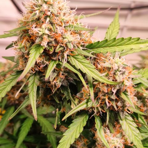 Red Banana Berry Auto #2 growlog timeline photo
