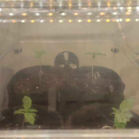 Blackberry Nuggets #2 growlog timeline photo