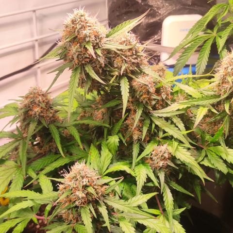 Red Banana Berry Auto #2 growlog timeline photo