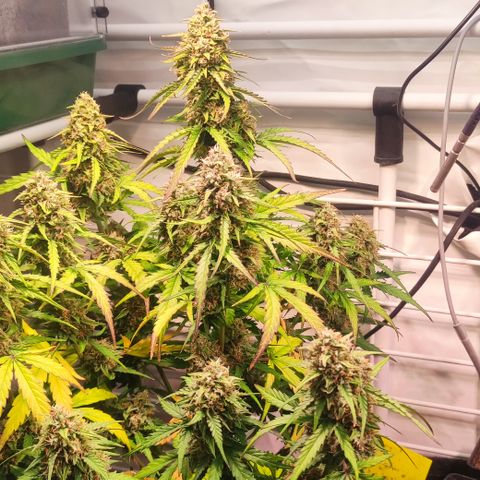 Red Banana Berry Auto #1 growlog timeline photo