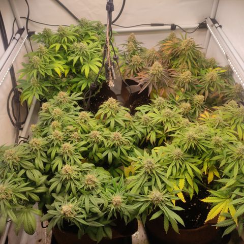 Mandarine Jam #1 growlog timeline photo