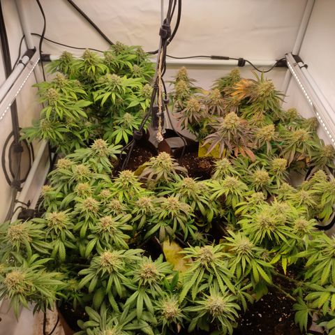 Mandarine Jam #1 growlog timeline photo