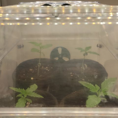 Blackberry Nuggets #2 growlog timeline photo